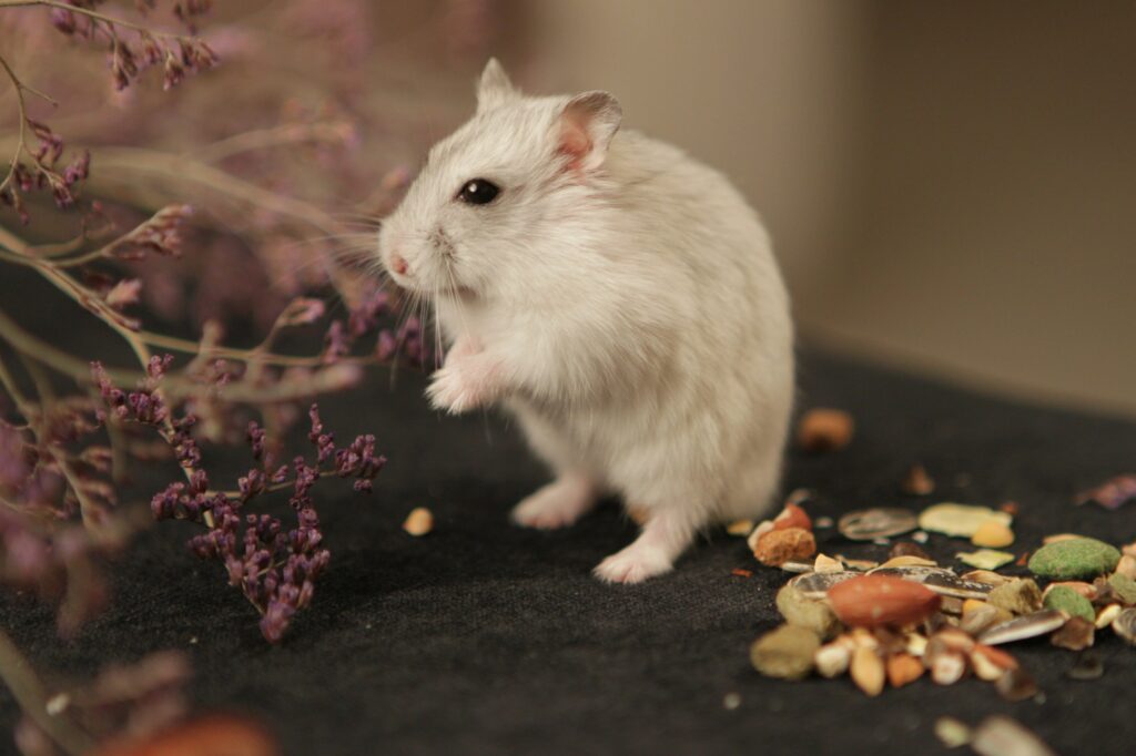 A white dwarf hamster stands on its back legs beside a scattered seed and treat mix and sprigs of dried flowers