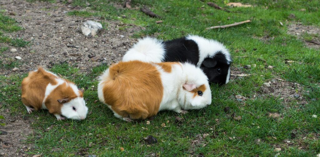Three guinea pigs graze together on a patch of grass outdoors