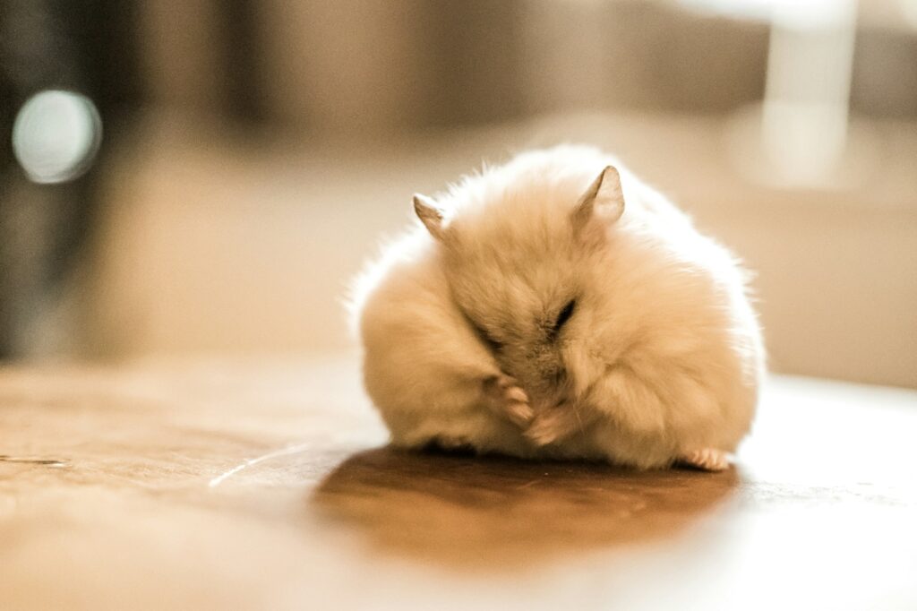 A fluffy pale hamster sleeps curled into a ball with its face tucked in, on a table in warm daylight