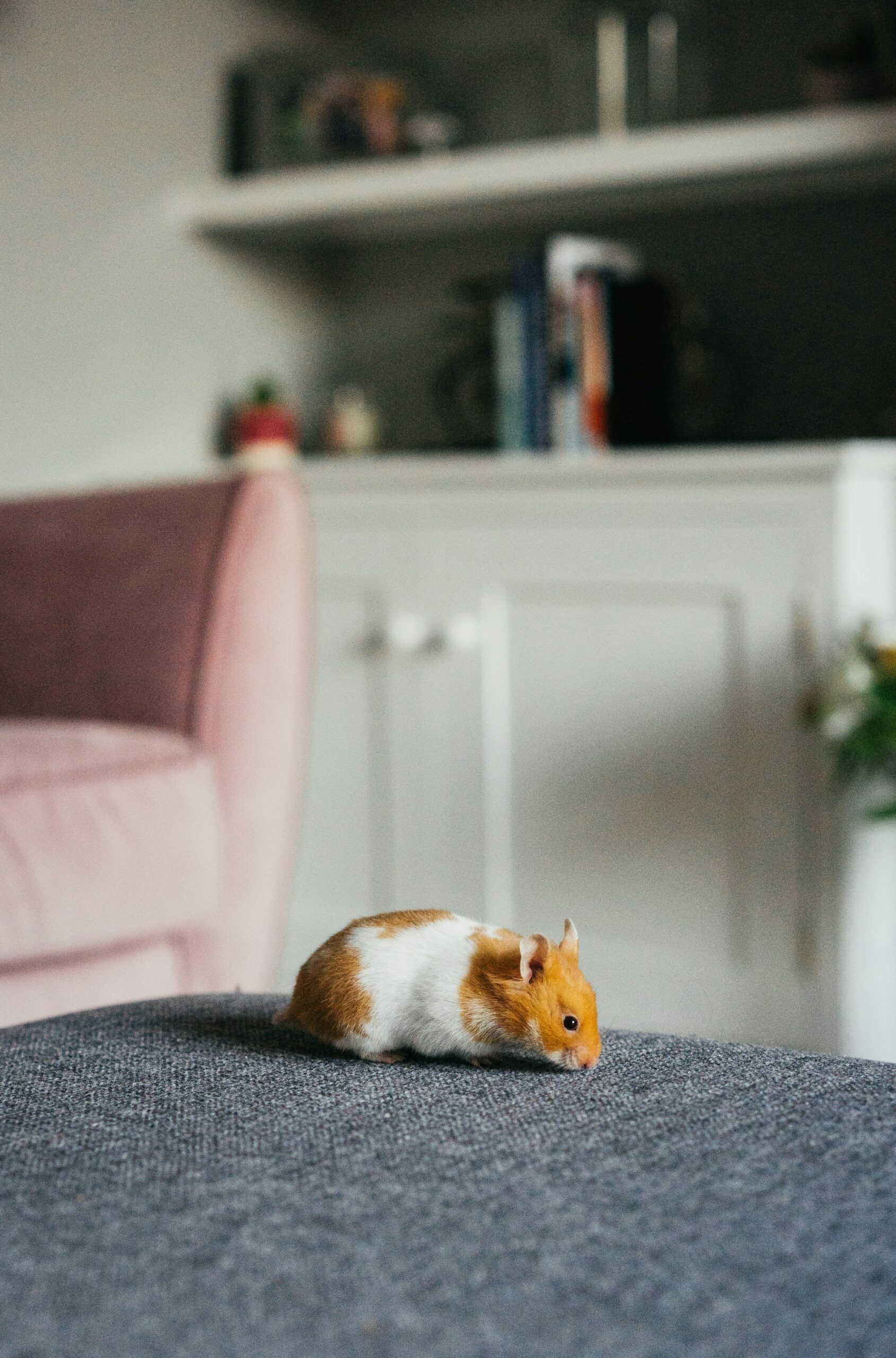How Deep Should Hamster Bedding Be? What the Research Says