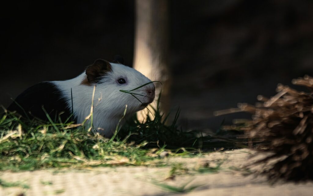 A black and white guinea pig chews a strand of grass among loose hay scattered on the floor of its pen