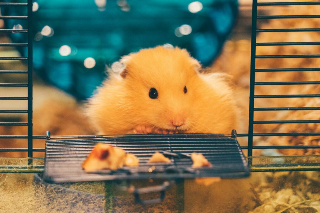 A fluffy golden Syrian hamster leans its chin on the wire grate of its open cage door with bars on both sides