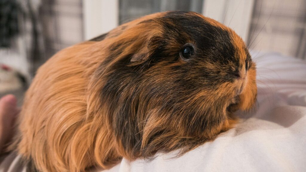 A long-haired ginger and black guinea pig lies calmly on a white blanket in someone's lap