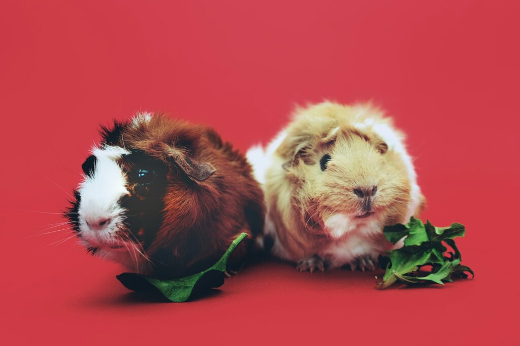 Two guinea pigs sit side by side on a red background, each with a few fresh green leaves